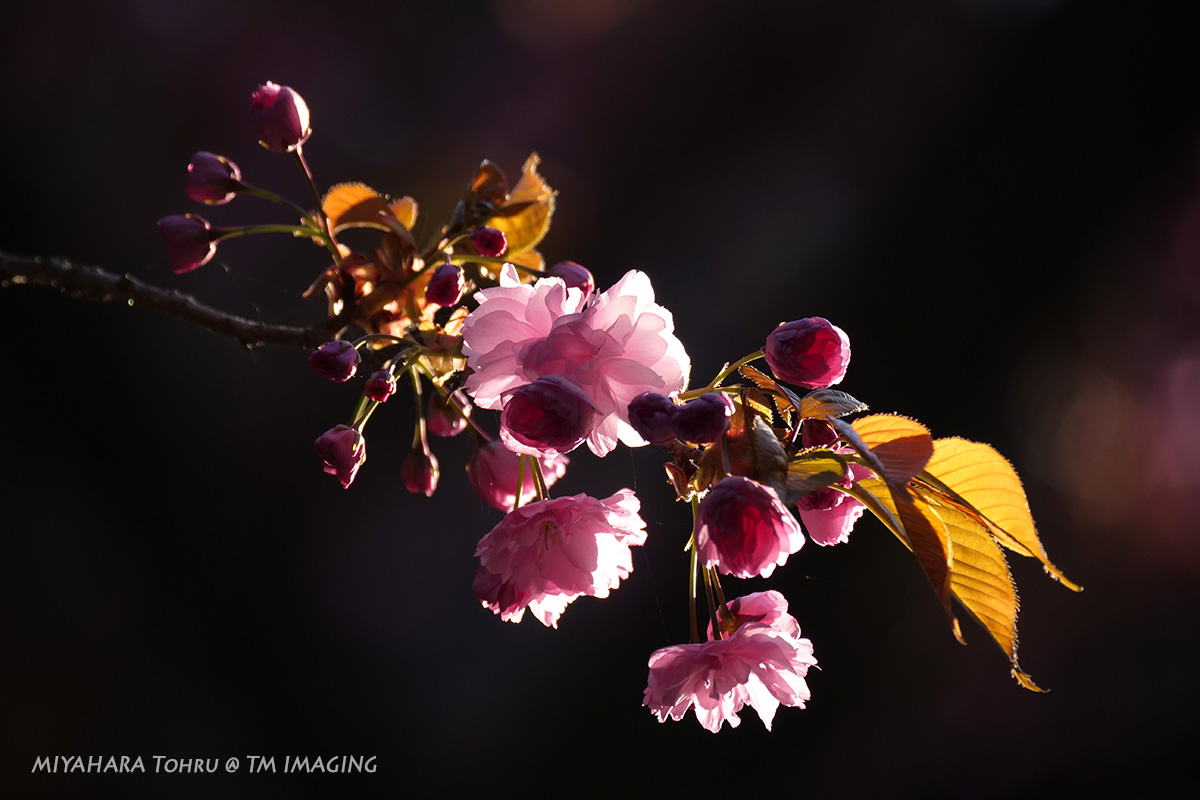 八重の桜で終わりかな ティエム イメージング